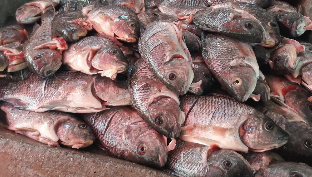 Mojarra pez