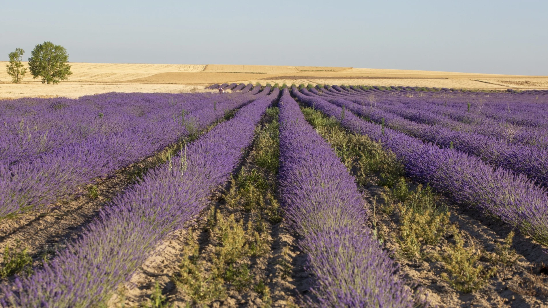 Campos de lavanda de la provincia de Palencia