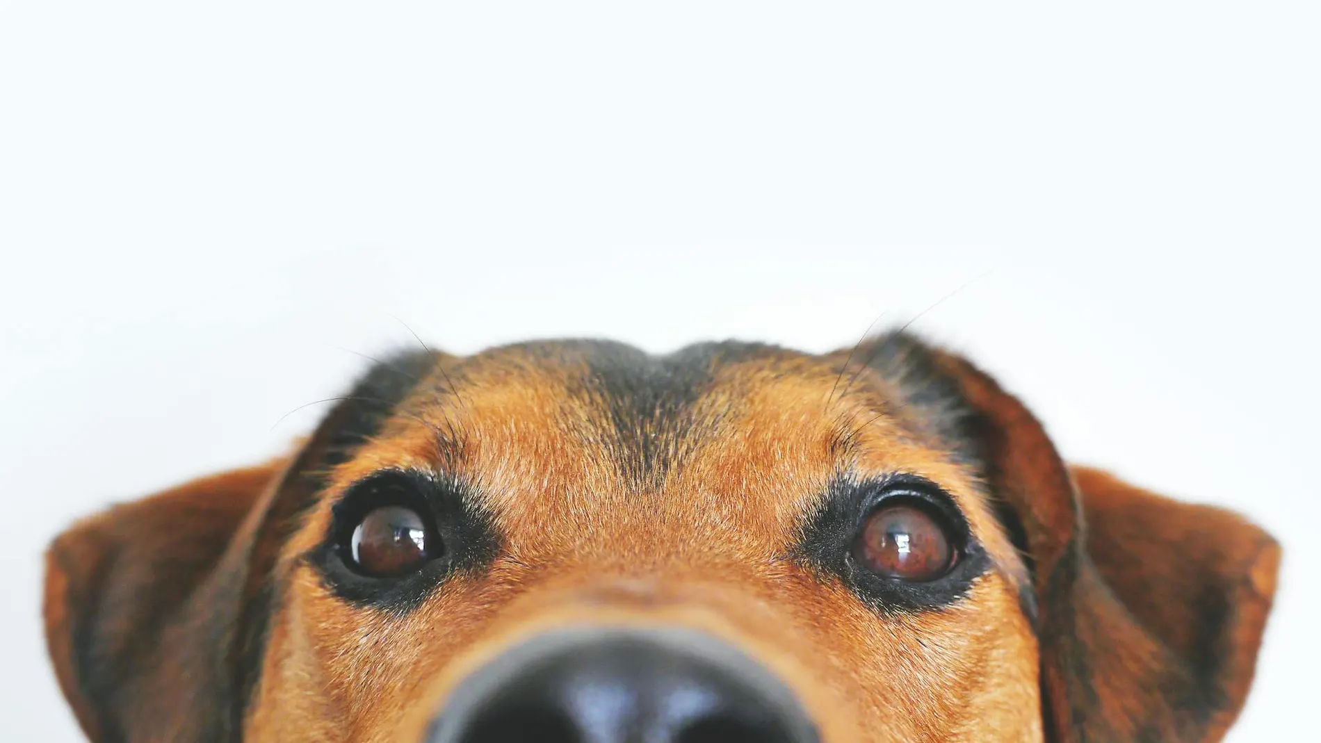 Perro de cerca