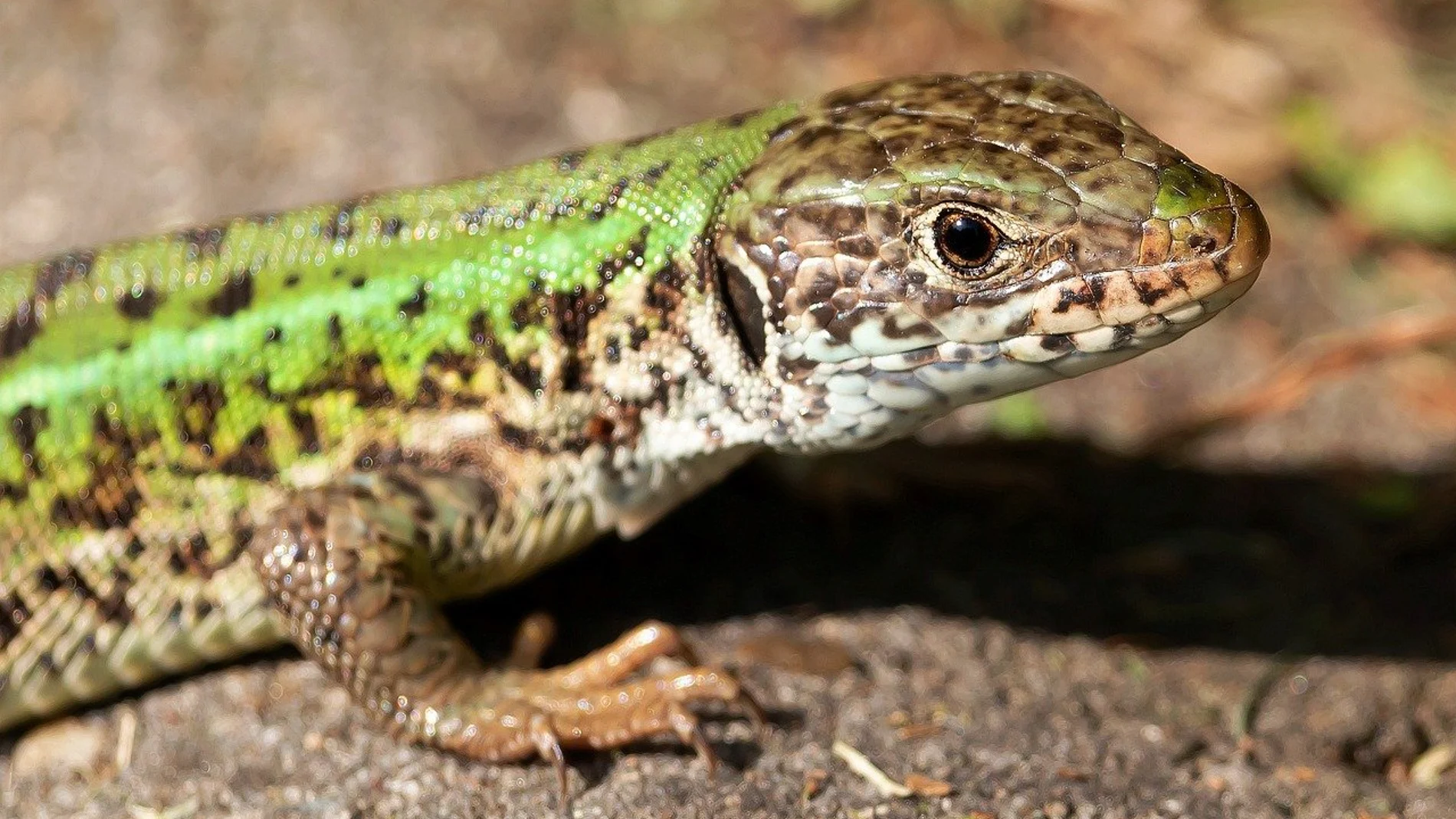 Ver lagartijas en casa no es casualidad: advierten qué significa y por qué no se debe ignorar