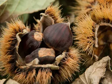 Castañas en crudo Castañas en crudo