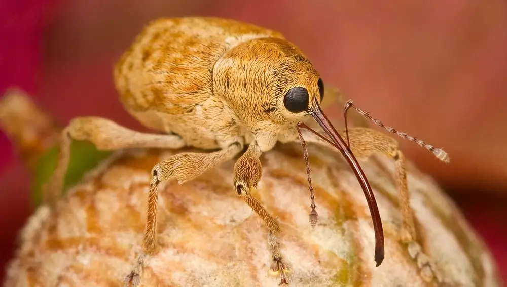 Gorgojo insecto