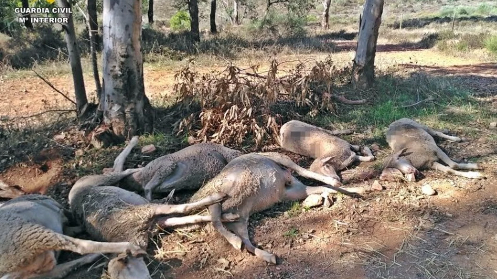 Cadáveres de las ovejas