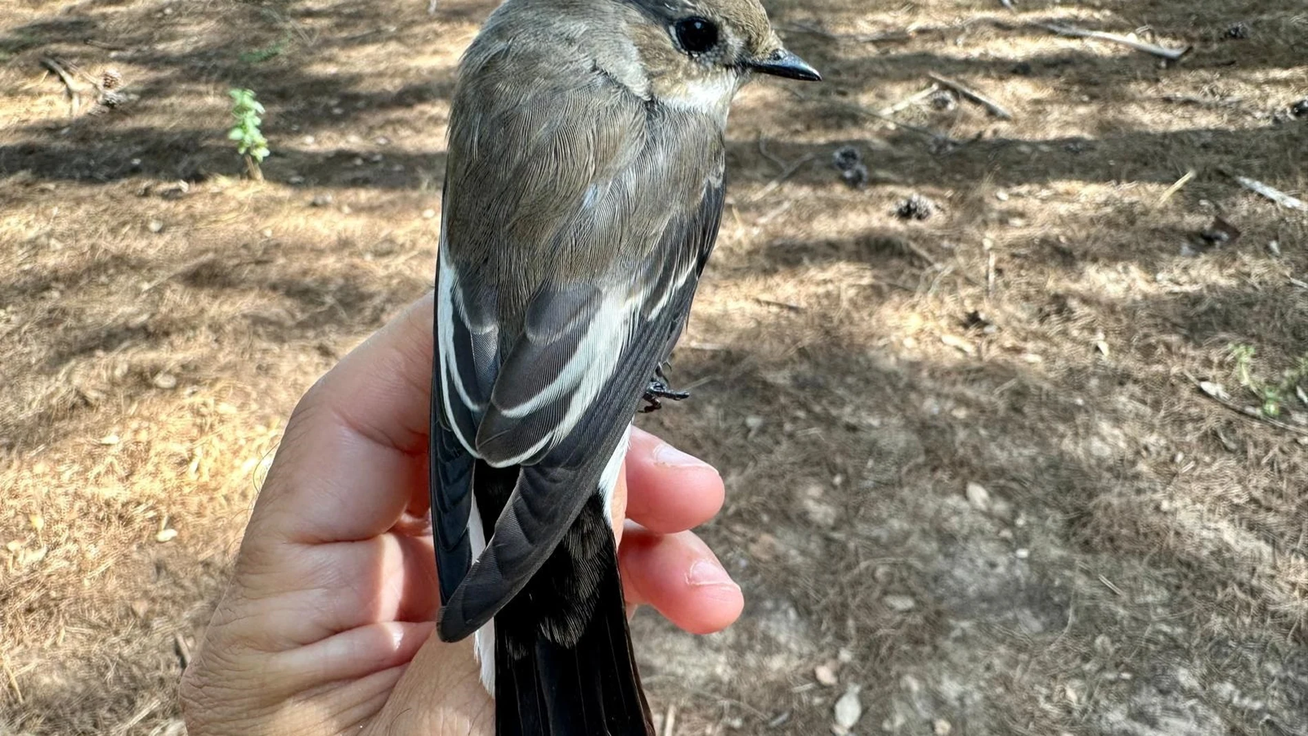 Papamoscas cerrojillo (Ficedula hypoleuca) en Doñana. REMITIDA / HANDOUT por CSIC/JOSÉ LUIS ARROYO Fotografía remitida a medios de comunicación exclusivamente para ilustrar la noticia a la que hace referencia la imagen, y citando la procedencia de la imagen en la firma 07/11/2024