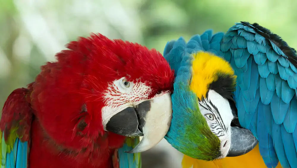 Loros