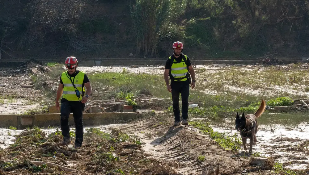 El V batallón de la UME con sede en León, rastrea la Albufera en la localidad de Masanasa en busca de desaparecidos En la imagen el perro Uru , que encontró uno de los primeros desaparecidos en La Alcudia, durante el rastreo en La Rambla del Pollo