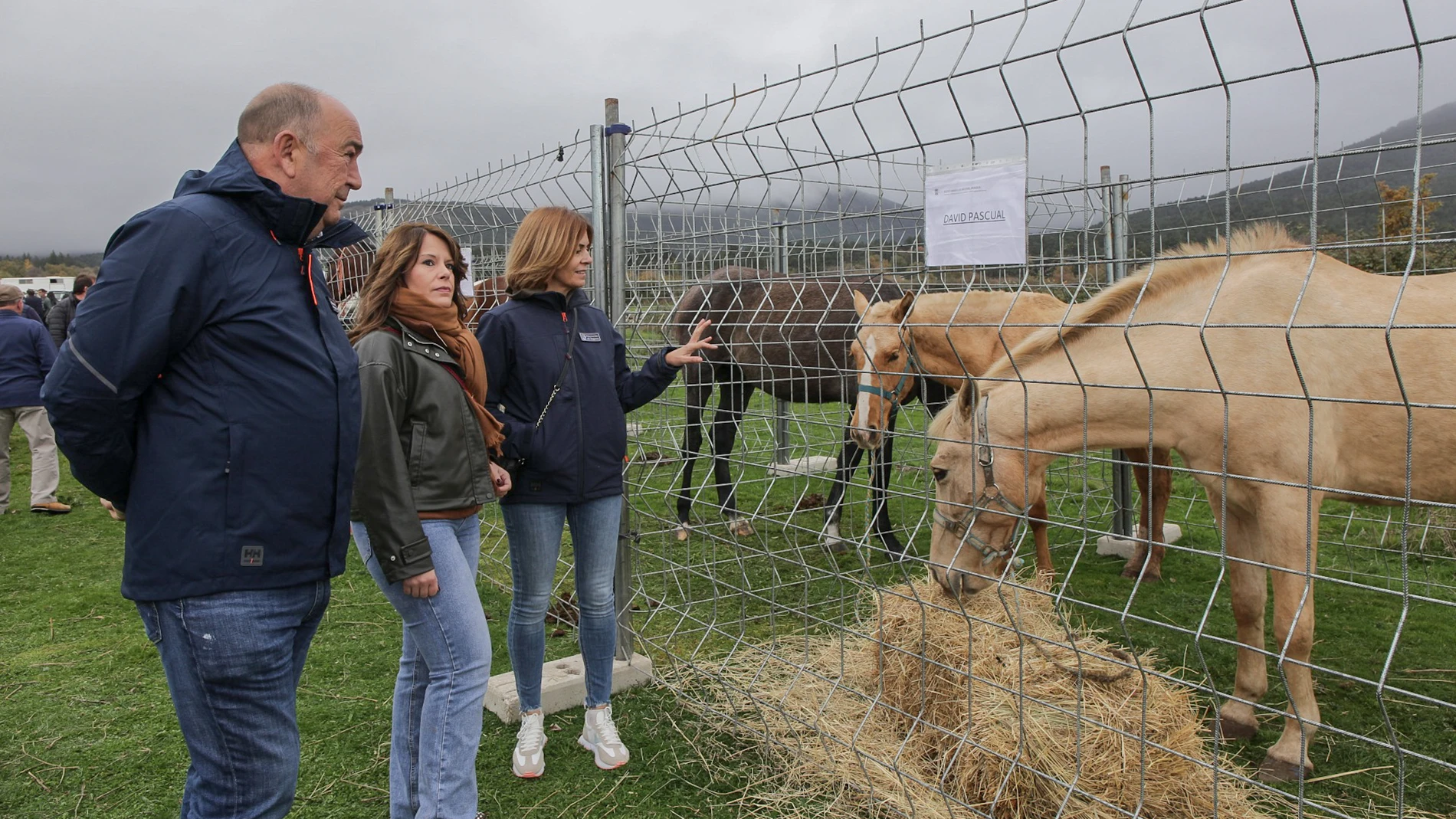 MIguel Ángel de Vicente en la Feria de Ganado de Navafría