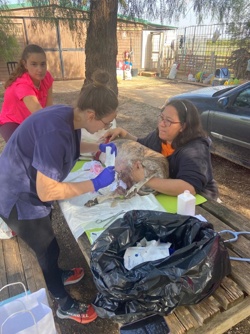 Veterinaria del Ceu San Plablo cura a un animal herido en Valencia