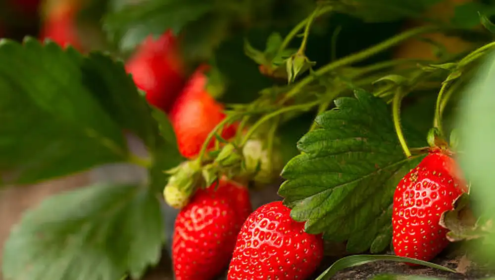 Consejos de expertos para cultivar la mayor cantidad de fresas posible este verano