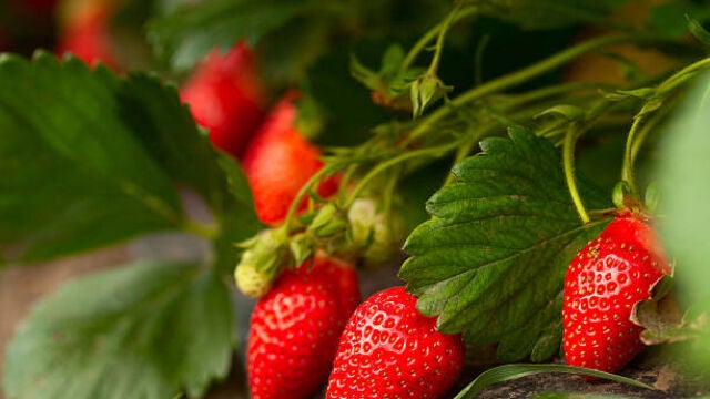 Consejos de expertos para cultivar la mayor cantidad de fresas posible este verano