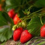 Consejos de expertos para cultivar la mayor cantidad de fresas posible este verano