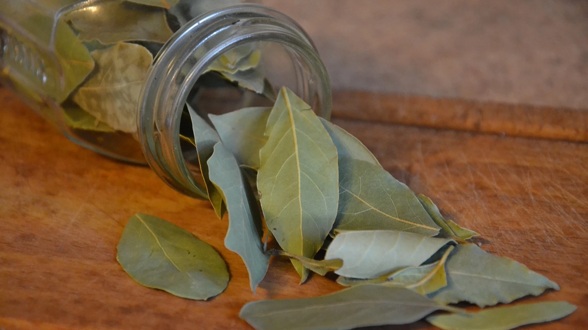 Hojas de laurel
