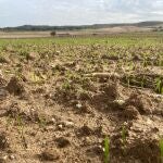 Agricultura.- Algete.- Los agricultores sembrarán 1.300 hectáreas de trigo y cebada durante la temporada otoñal en el municipio