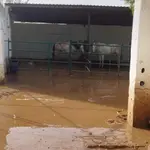 Caballos del Club Ecuestre Catarroja