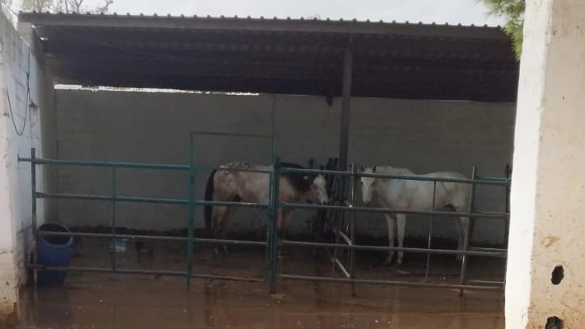 Caballos del Club Ecuestre Catarroja