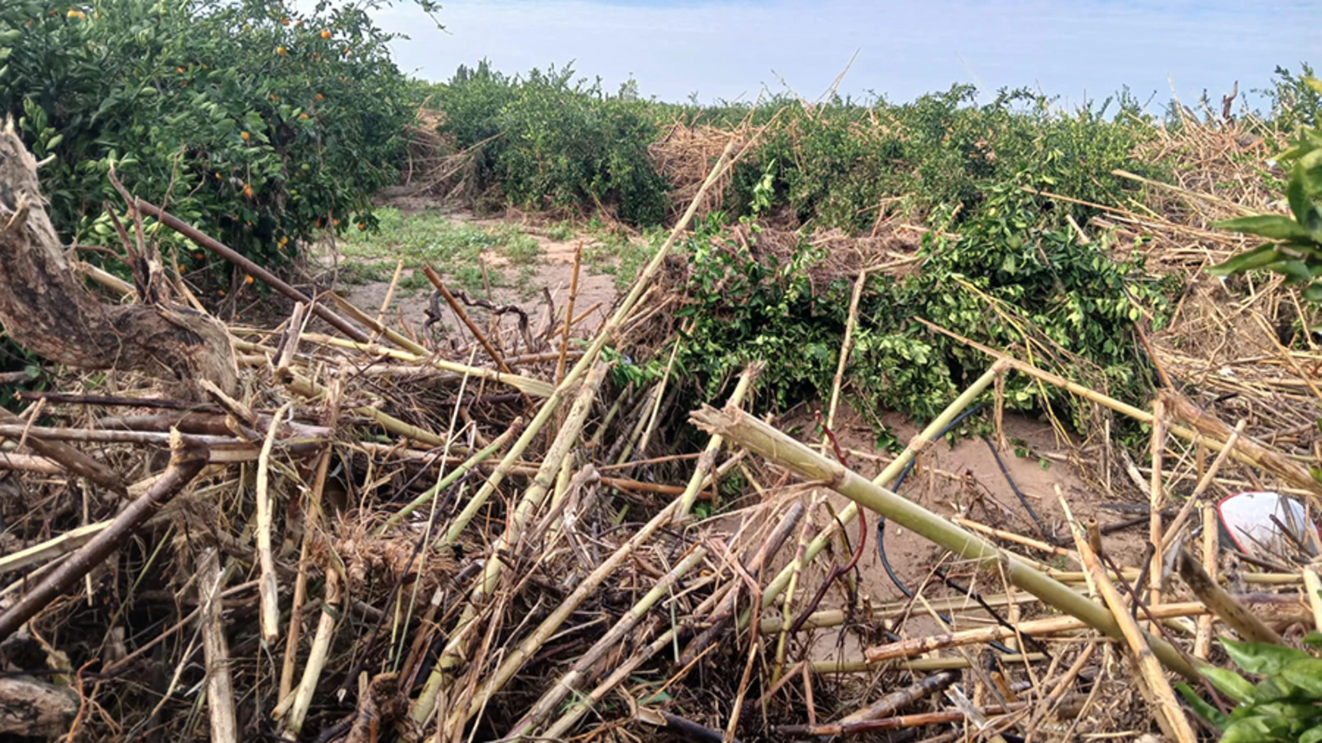 Los agricultores insisten en la necesidad de limpiar los cauces y barrancos ante posibles riadas