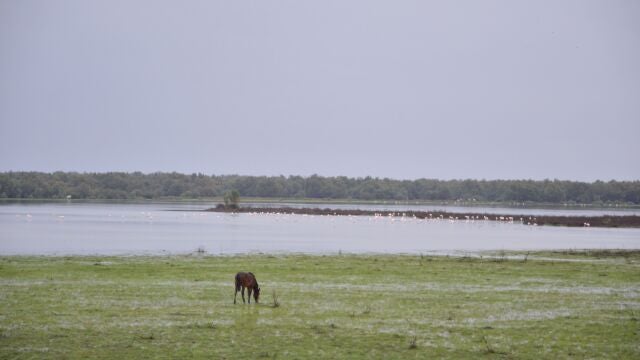 Espacio natural de Doñana