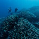 Una expedición científica descubre el coral más grande del mundo en las Islas Salomón