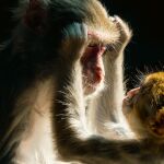 Sea por afecto o higiene, la raíz del beso es la confianza.