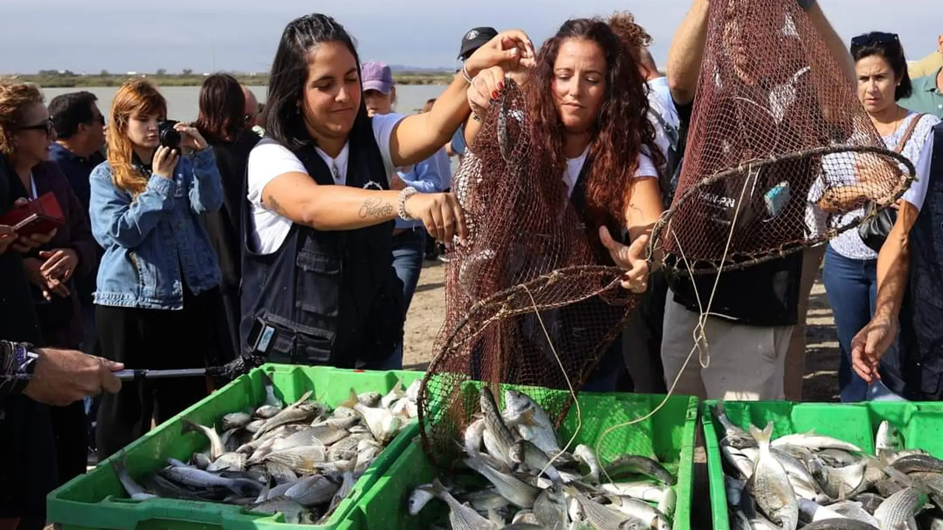 Son muchas las especies que se «cultivan» en los esteros, pero destacan la dorada, la anguila, la lubina y el lenguado