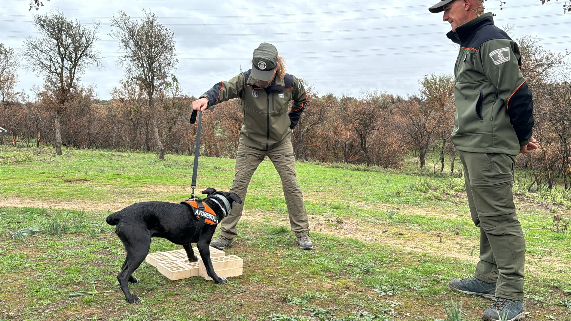 Perros que luchan contra los incendios