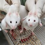 Ratones creados a partir de organismos unicelulares