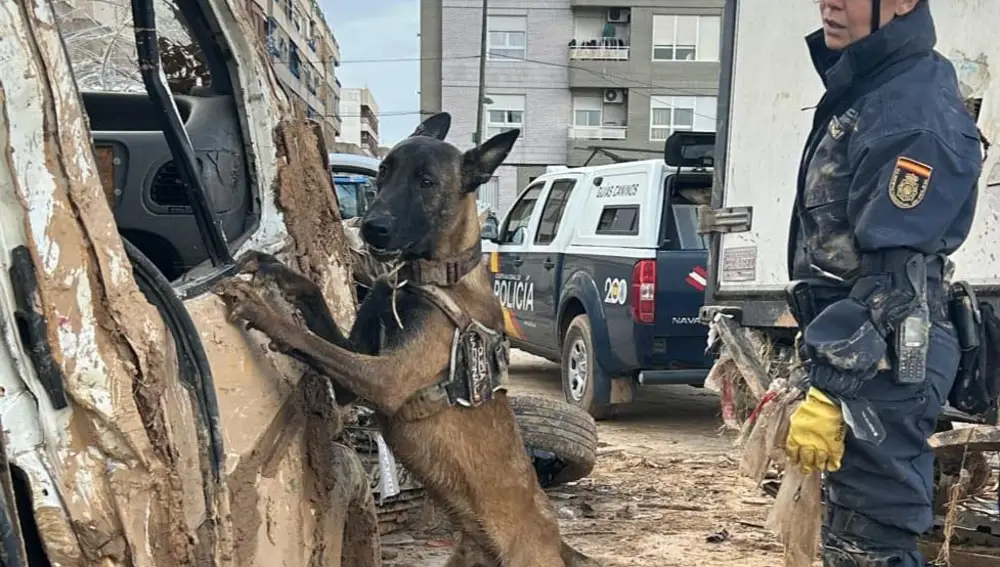 Perro guía de la Policía Nacional rastrea coches en busca de desaparecidos por la Dana