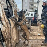 Perro guía de la Policía Nacional rastrea coches en busca de desaparecidos por la Dana