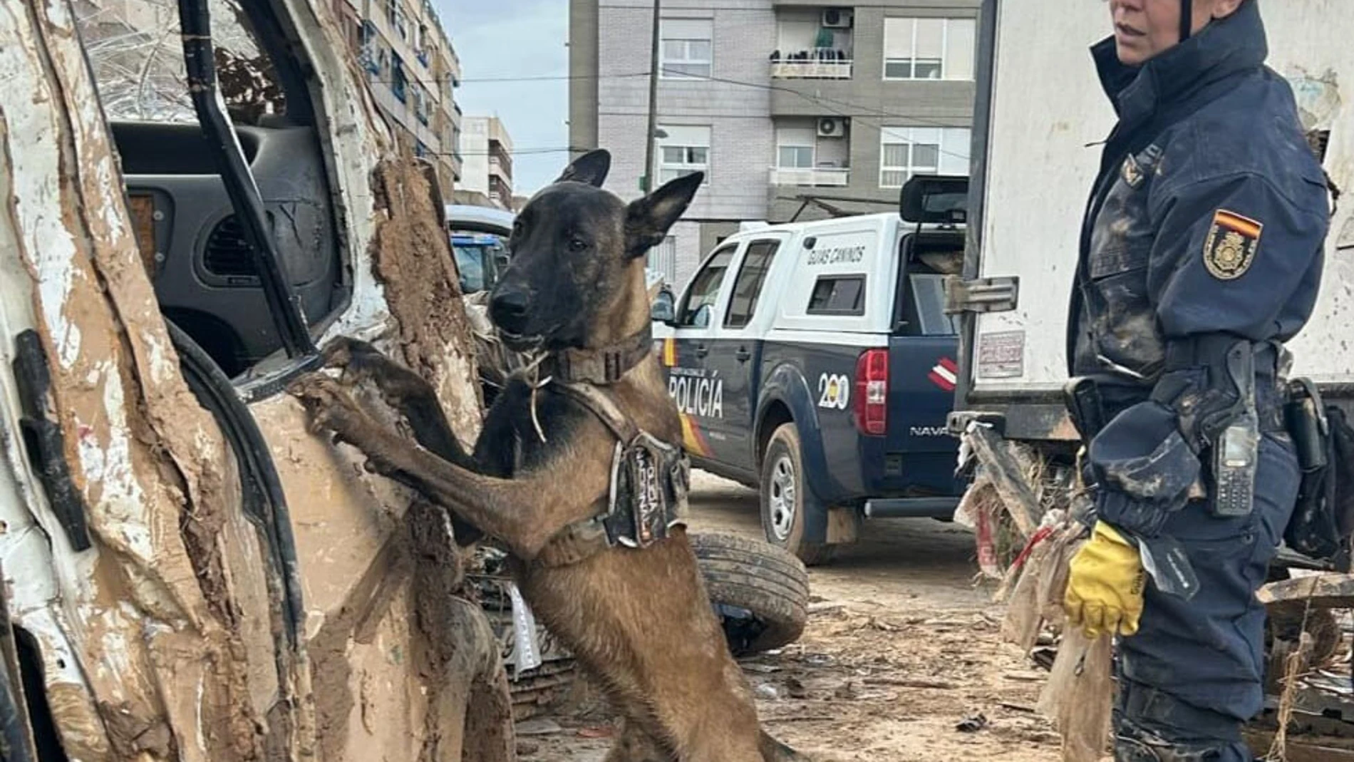 Perro guía de la Policía Nacional rastrea coches en busca de desaparecidos por la Dana