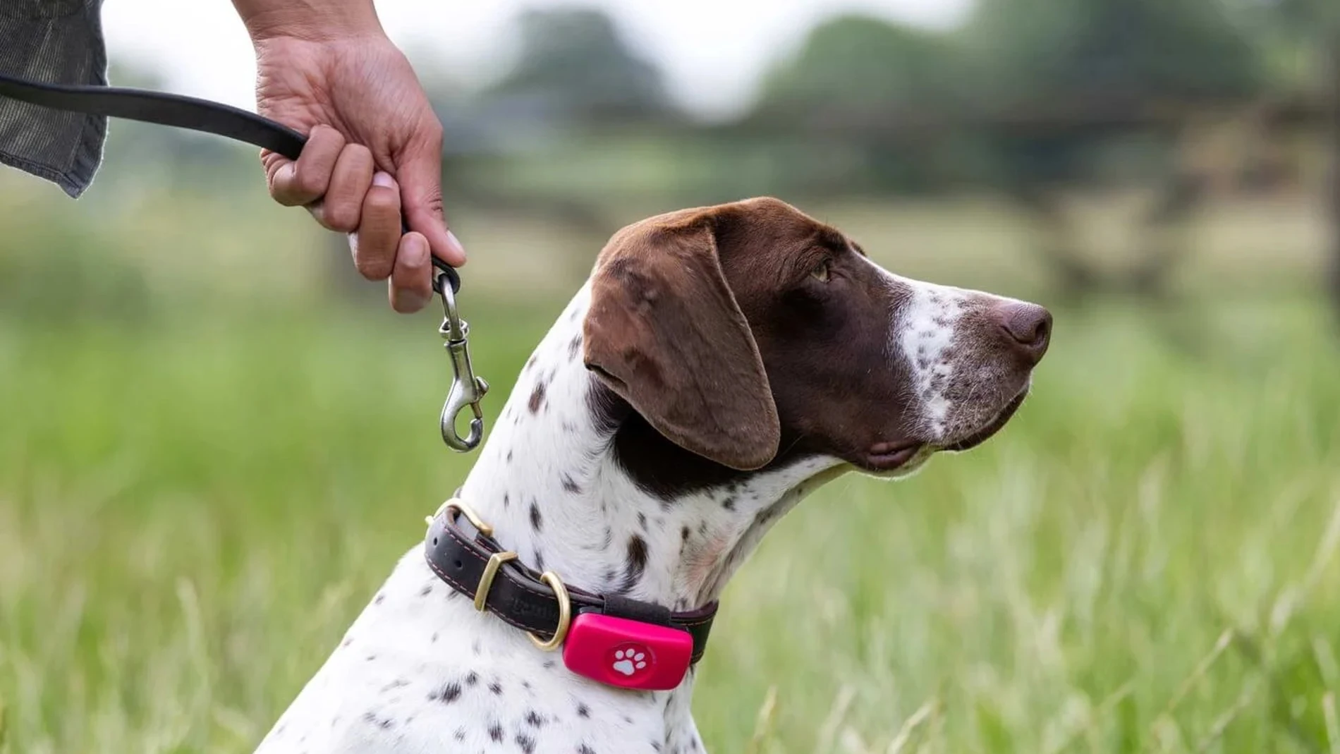 Mejores localizadores GPS para mascotas