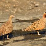 Un juez avala el rechazo a una planta fotovoltaica en Tabernas (Almería) por su impacto en aves esteparias