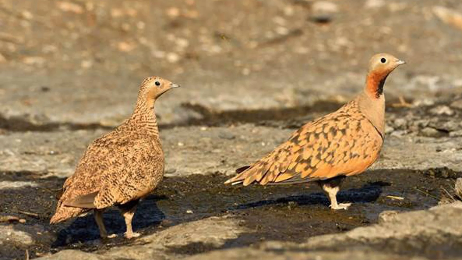 Un juez avala el rechazo a una planta fotovoltaica en Tabernas (Almería) por su impacto en aves esteparias