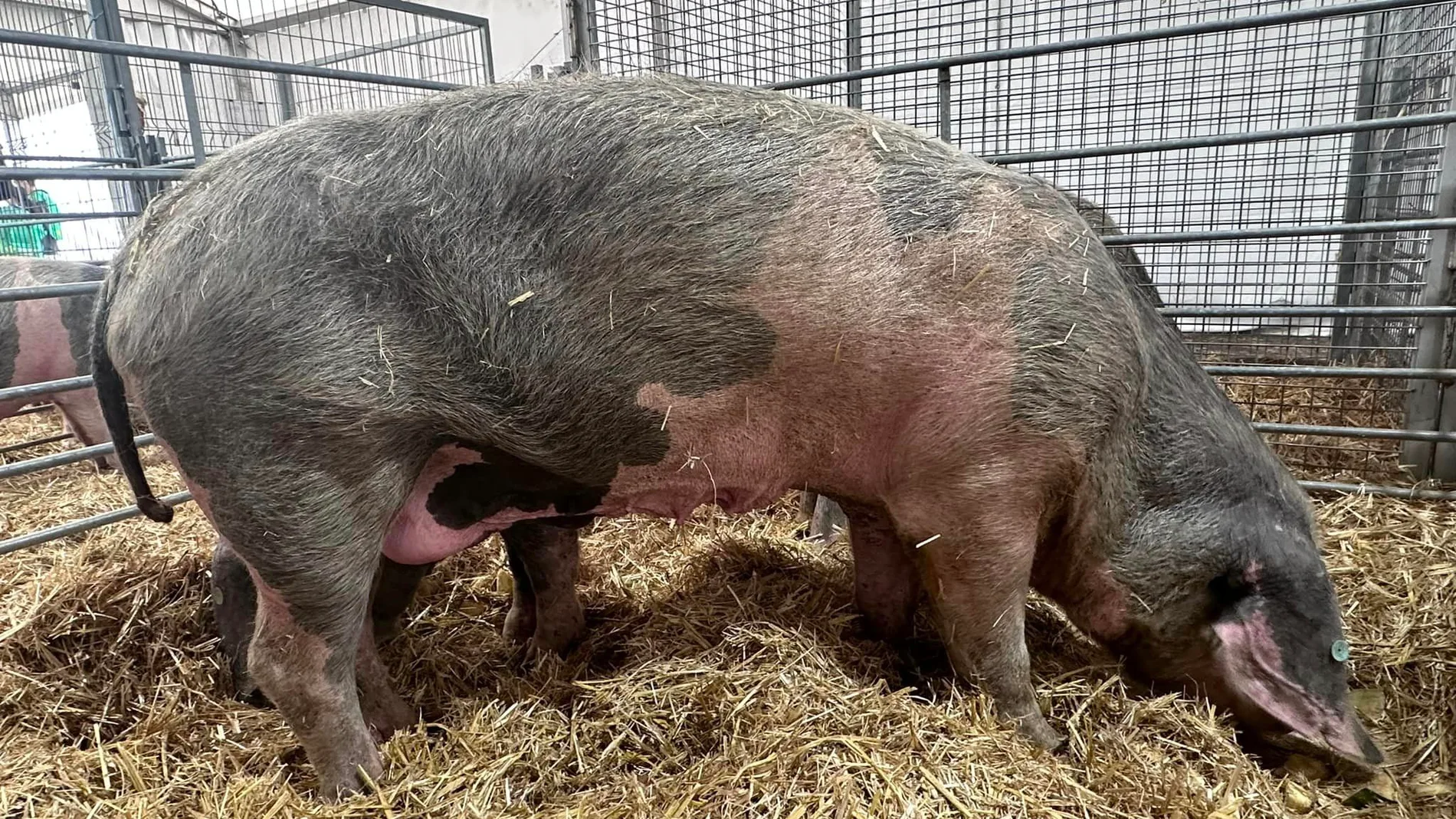 Un "gochu" asturcelta
