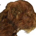Su cuello era el doble de ancho que el de n cachorro de león africano