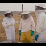El podcast que hará que dejes de ver a los insectos como unos bichos molestos