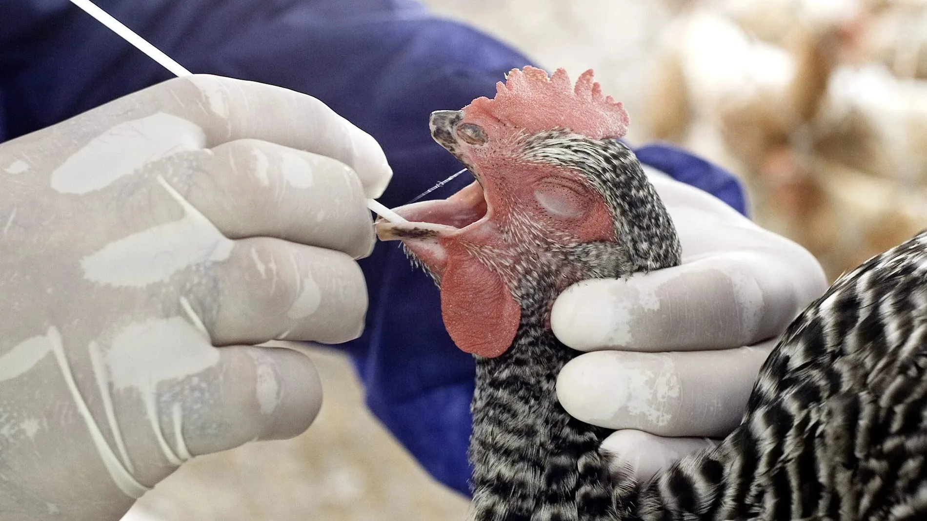 Un especialista de la Oficina de control animal de Florida saca una prueba de saliva de un ave