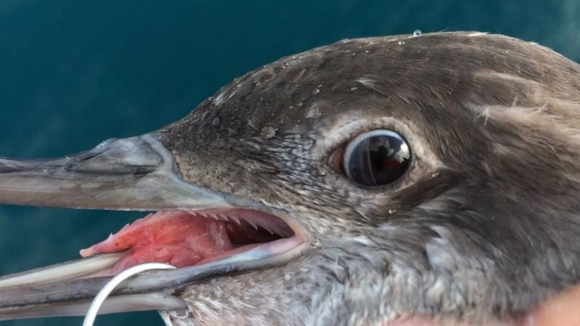 Investigan en Galicia medidas para frenar la mortalidad de aves marinas en artes de pesca