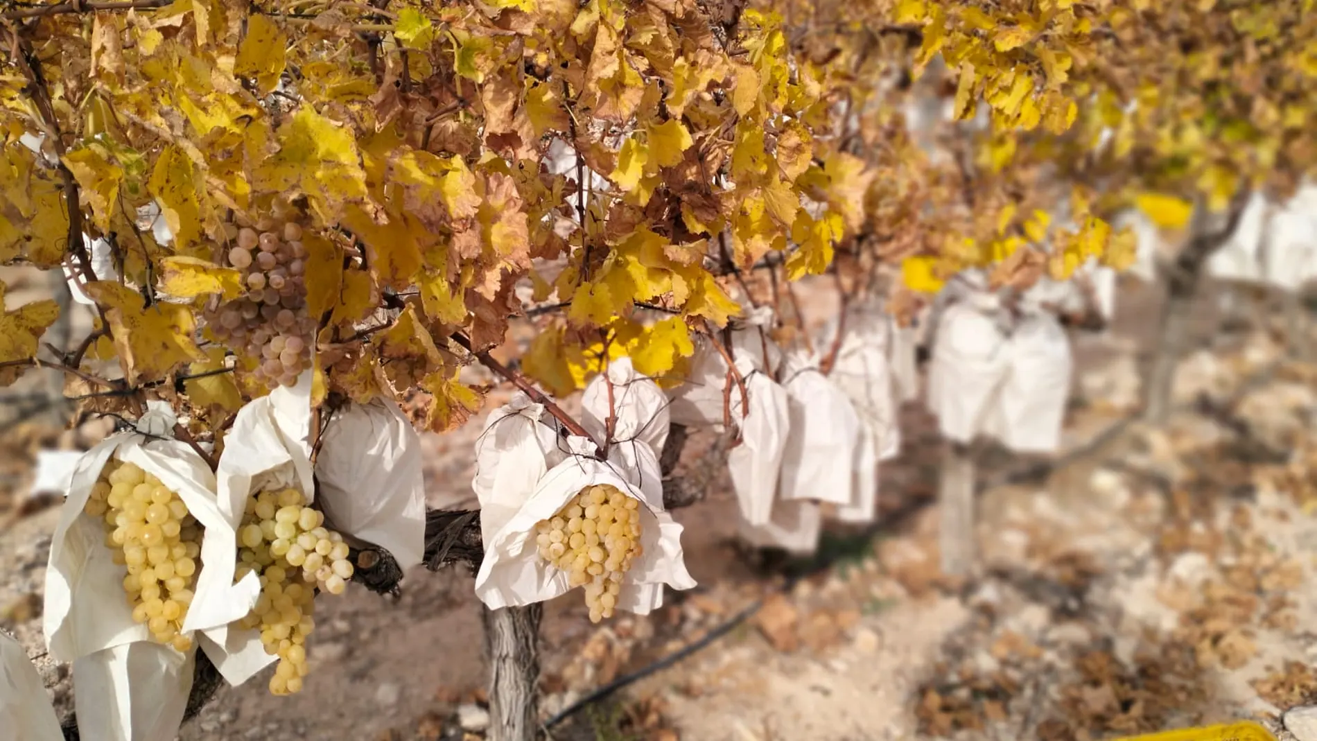 Uva de mesa autóctona, garantía de calidad y seguridad alimentaria
