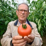 La revolución genética del tomate producido sin residuos y de forma ecológica