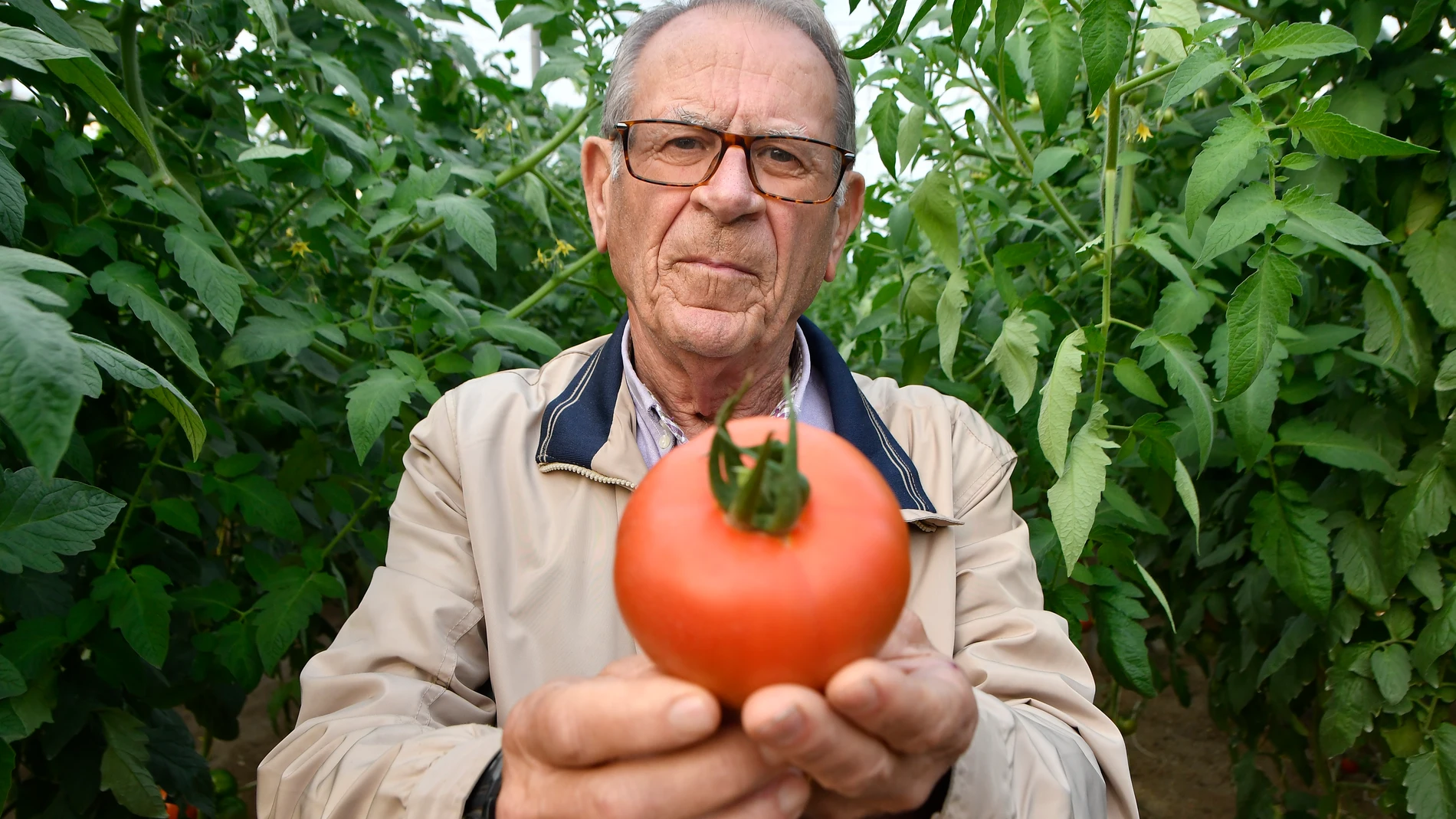 ALMERÍA, 10/01/2025.- Francisco López, ingeniero agrícola y fundador de Agrinature Indálica, observa un tomate de sus invernaderos durante una entrevista con EFE donde señala que el objetivo de esta empresa almeriense es el de obtener soluciones naturales agrícolas para todo tipo de cultivos; con productos hortícolas libres de compuestos y residuos químicos, ofreciendo soluciones naturales para la protección de cultivos y nutrición vegetal. EFE/Carlos Barba