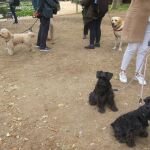 MADRID.-Vecinos de Sanchinarro alertan del envenenamiento de perros en parques de la zona