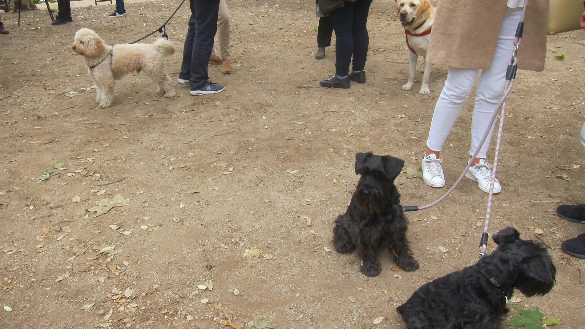 MADRID.-Vecinos de Sanchinarro alertan del envenenamiento de perros en parques de la zona