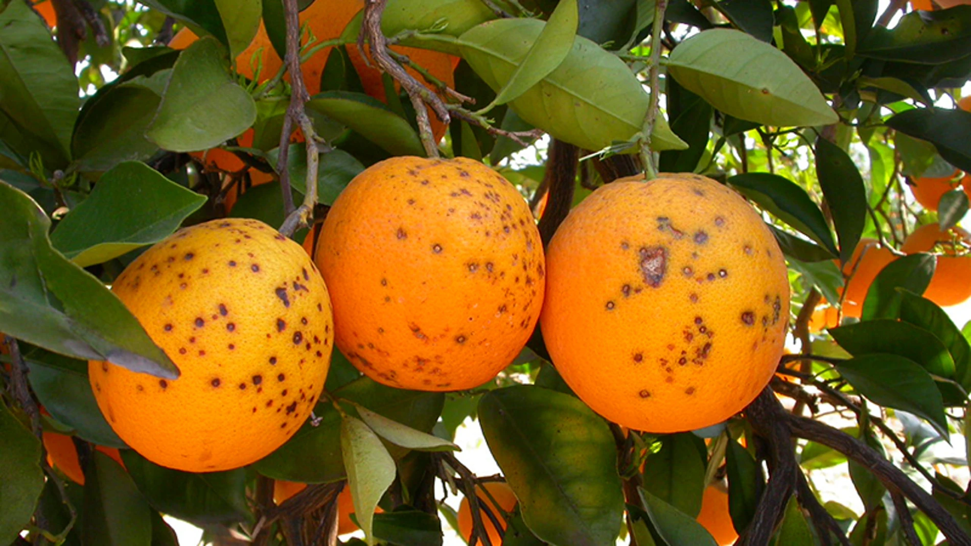 Naranjas afectadas por la enfermedad de la mancha negra