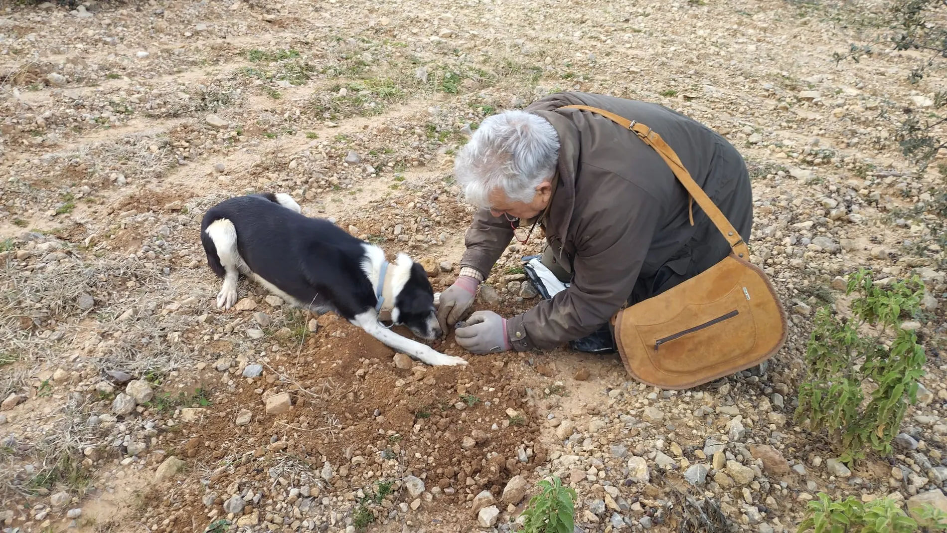 Un perro trufero marca el lugar donde se oculta una trufa