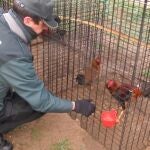 Sucesos.- Localizado en Tudela (Valladolid) un criadero ilegal de gallos combatientes con 136 ejemplares