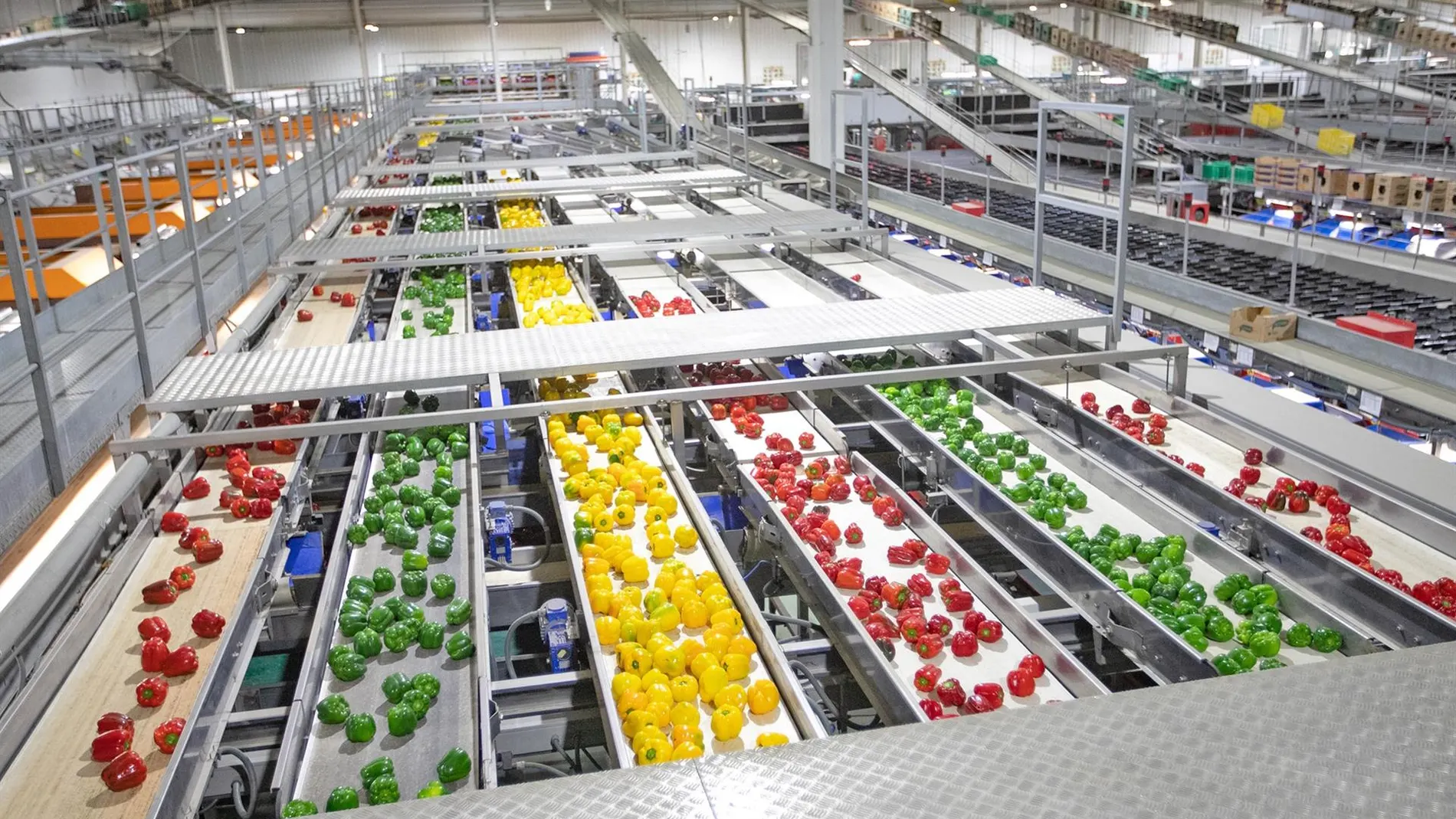 El mercado estadounidense se cierra al pimiento almeriense justo antes de la llegada de Trump