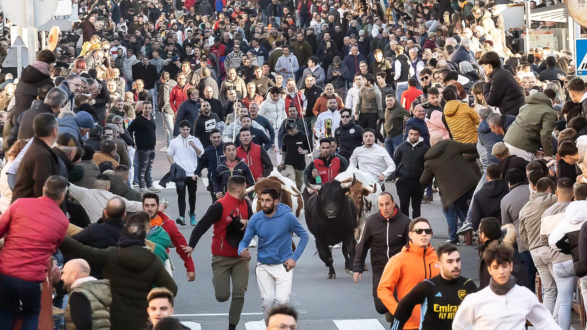 Toro de San Sebastián por las calles de Ciudad Rodrigo