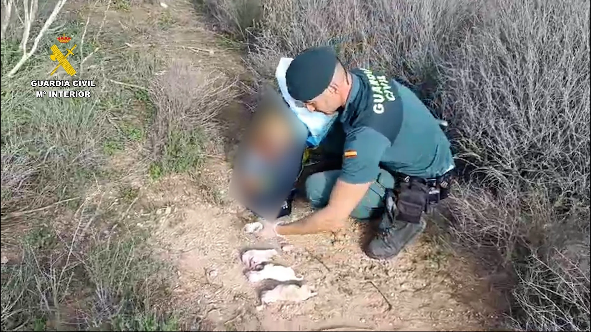 Investigado por abandonar seis cachorros en el interior de un saco de pienso en AlmeríaREMITIDA / HANDOUT por Guardia CivilFotografía remitida a medios de comunicación exclusivamente para ilustrar la noticia a la que hace referencia la imagen, y citando la procedencia de la imagen en la firma18/01/2025