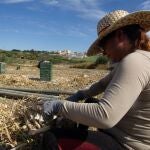 Una jornalera trabaja en la recogida del ajo en la provincia de Córdoba