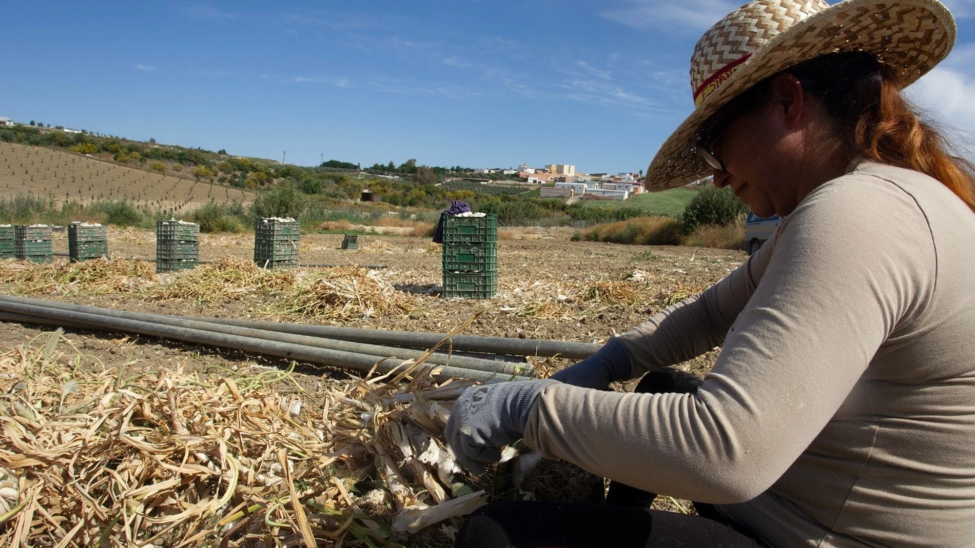 Una jornalera trabaja en la recogida del ajo en la provincia de Córdoba